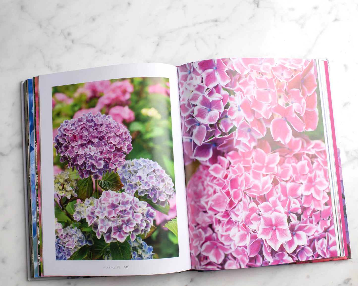 Hydrangeas: Beautiful Varieties for Home and Garden