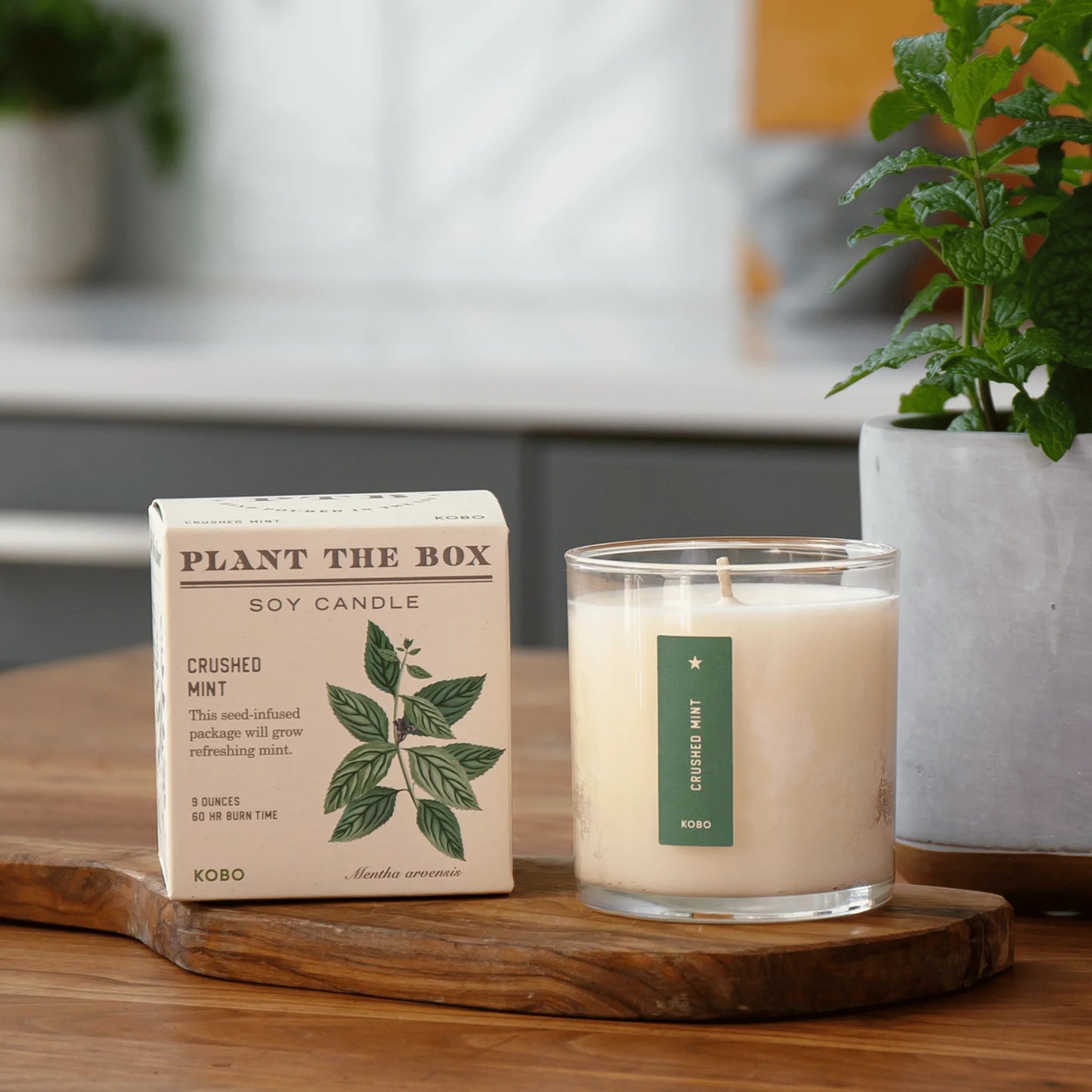 Plant the Box Soy Candle - Crushed Mint