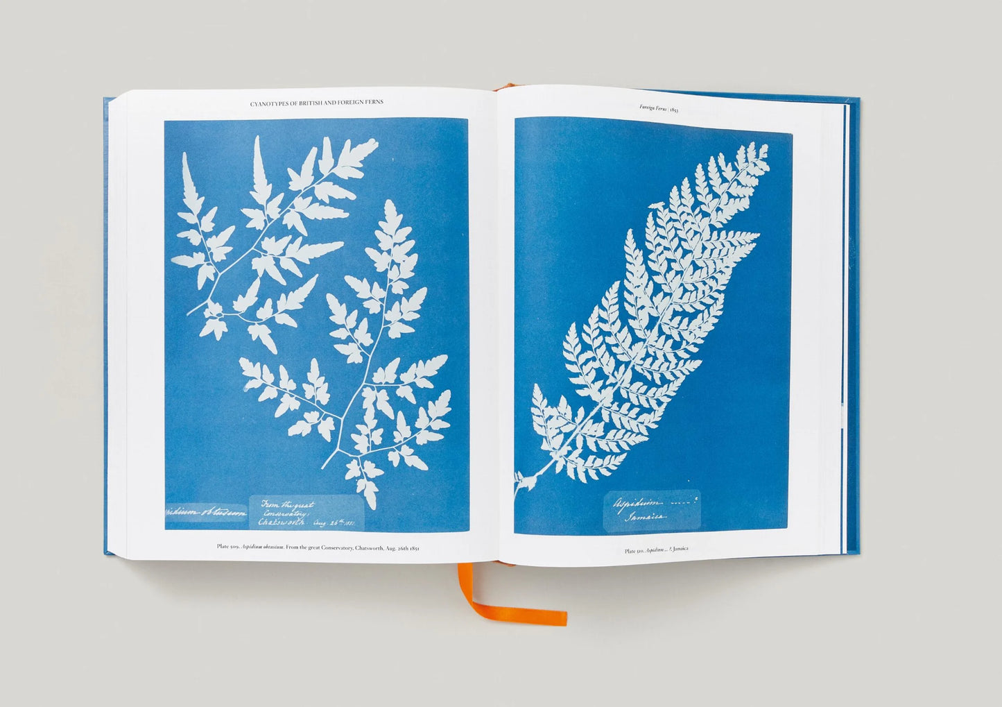 Anna Atkins Cyanotypes
