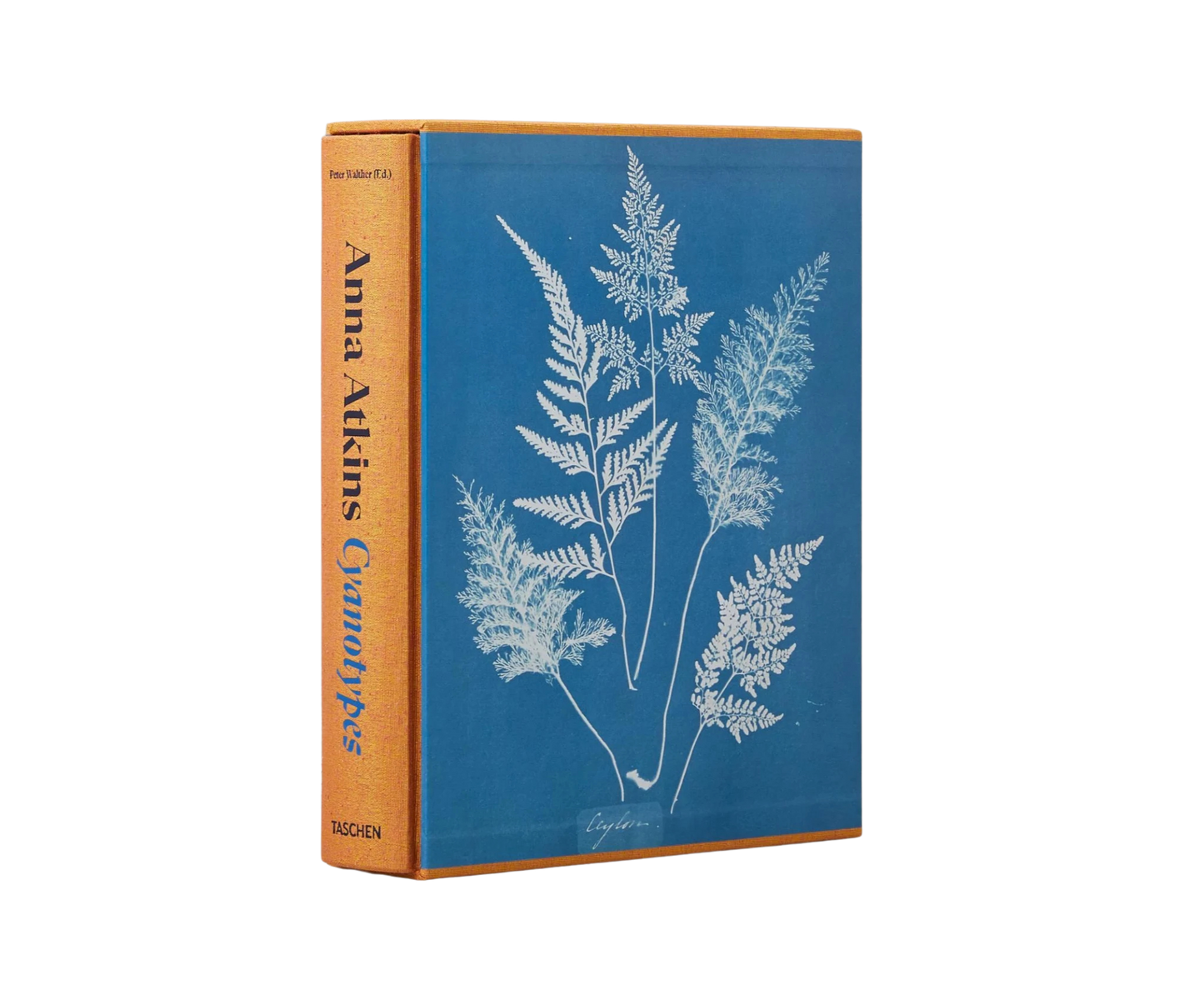 Anna Atkins Cyanotypes
