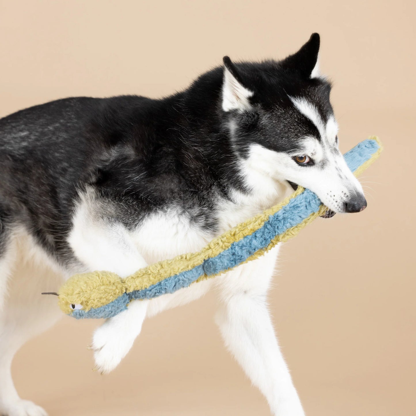 Don't Get Wrapped Up Earth Friendly Dog Toy