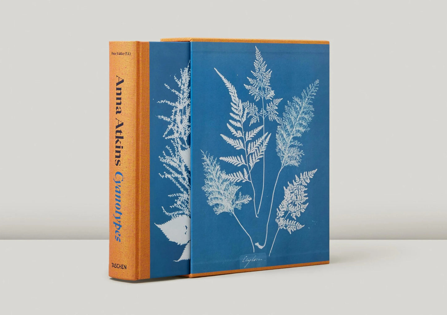 Anna Atkins Cyanotypes