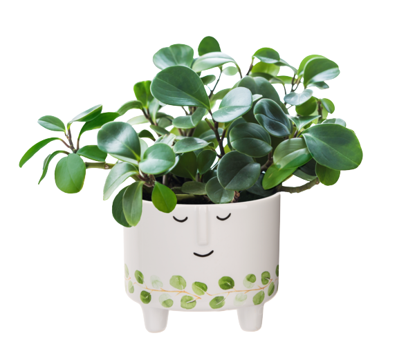 Short Face Planter with Leaf Pattern