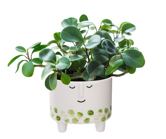 Short Face Planter with Leaf Pattern