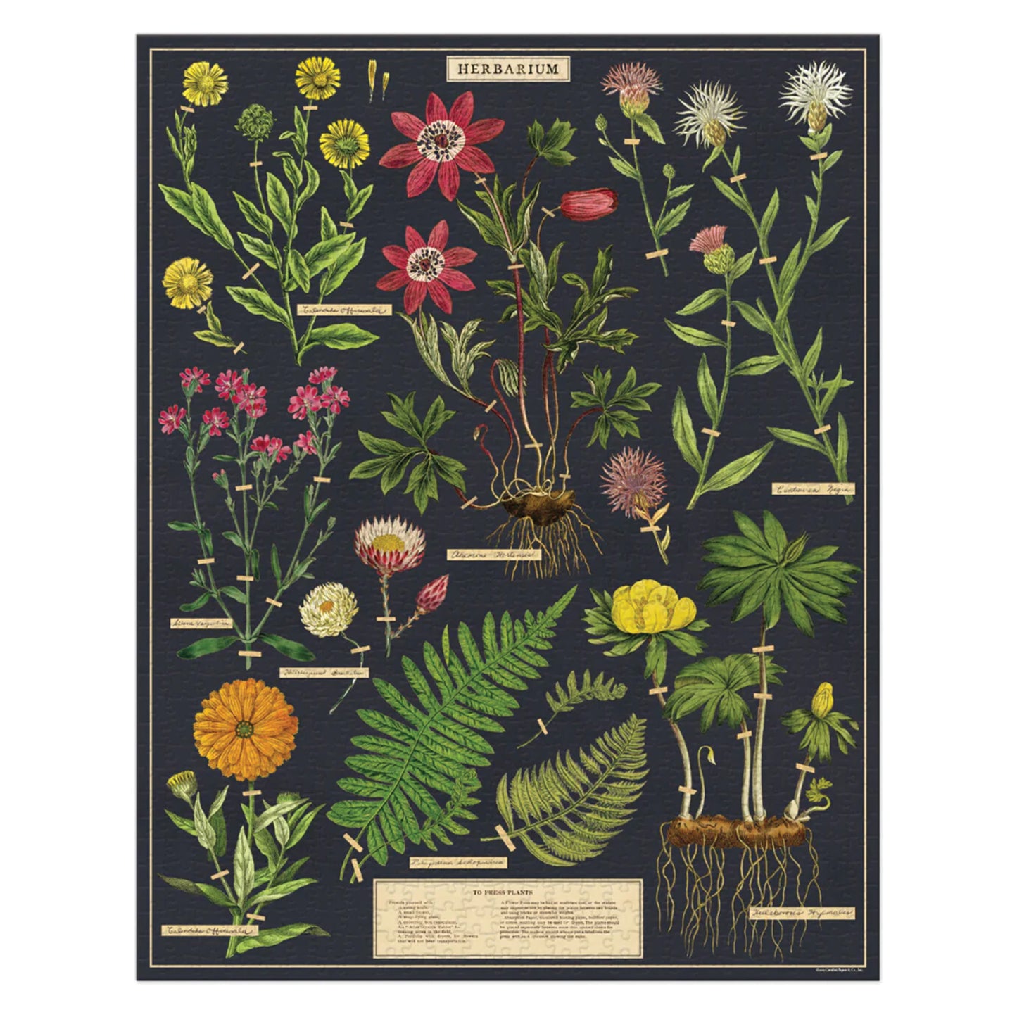 Herbarium 1000 Piece Vintage Puzzle