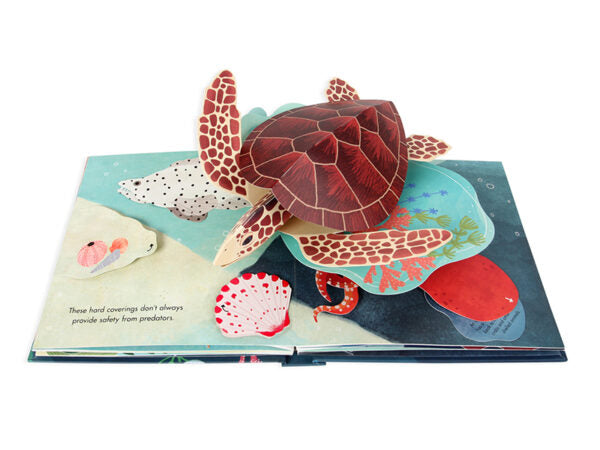 Shells: A Pop-Up Book of Wonder