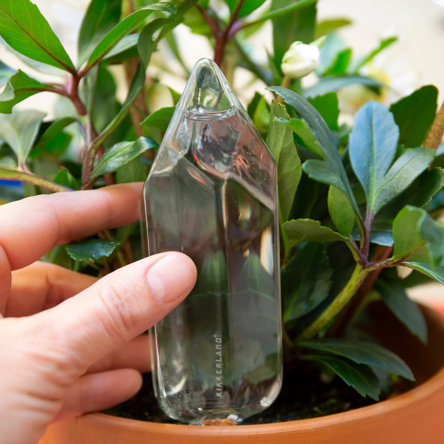 Plant Watering Crystal