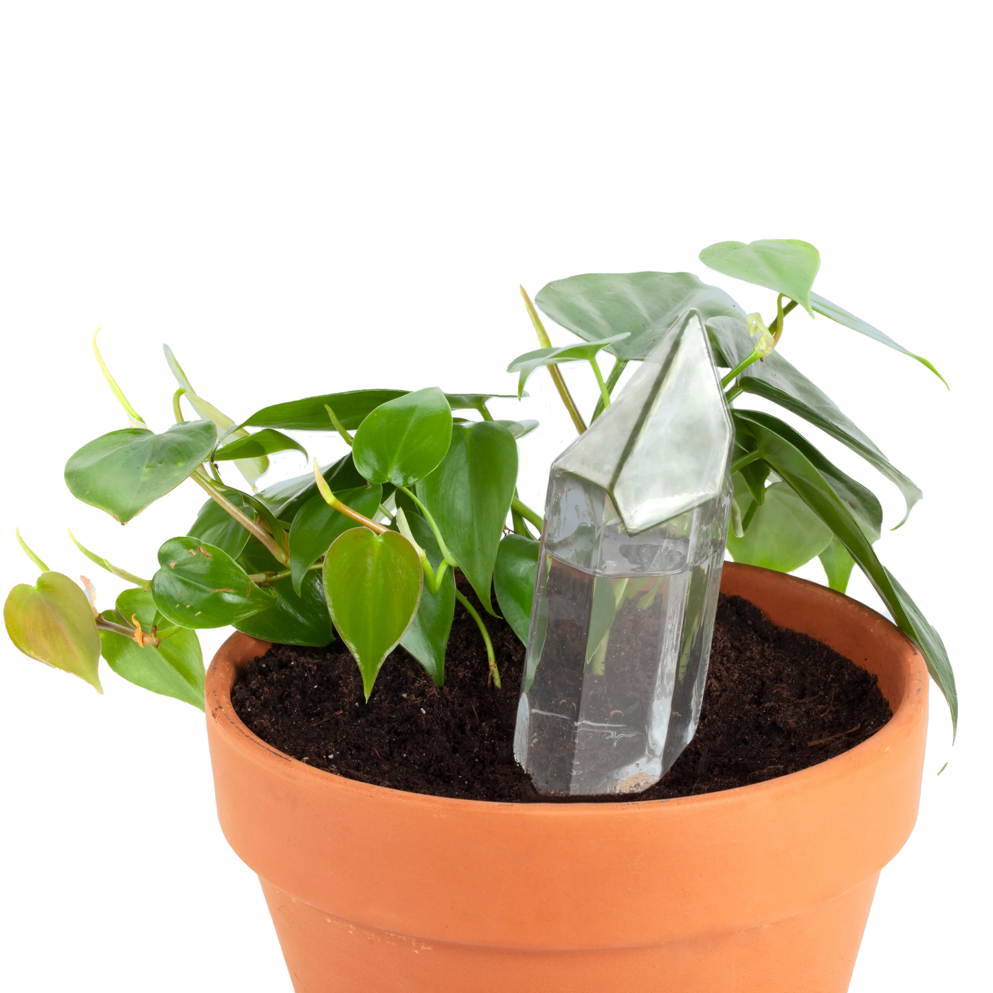 Plant Watering Crystal