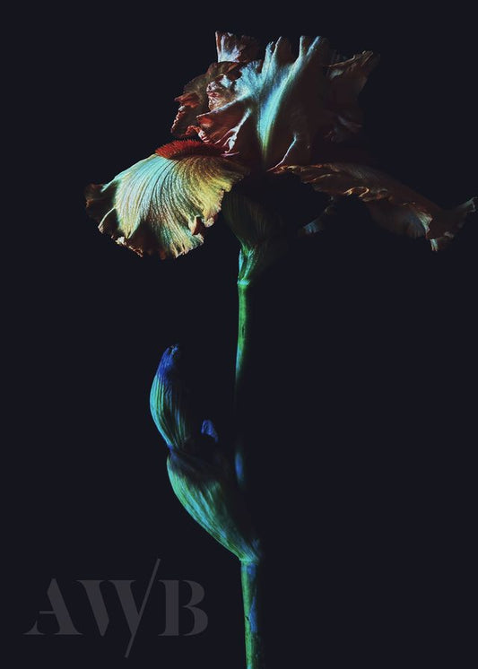 Dark Iris