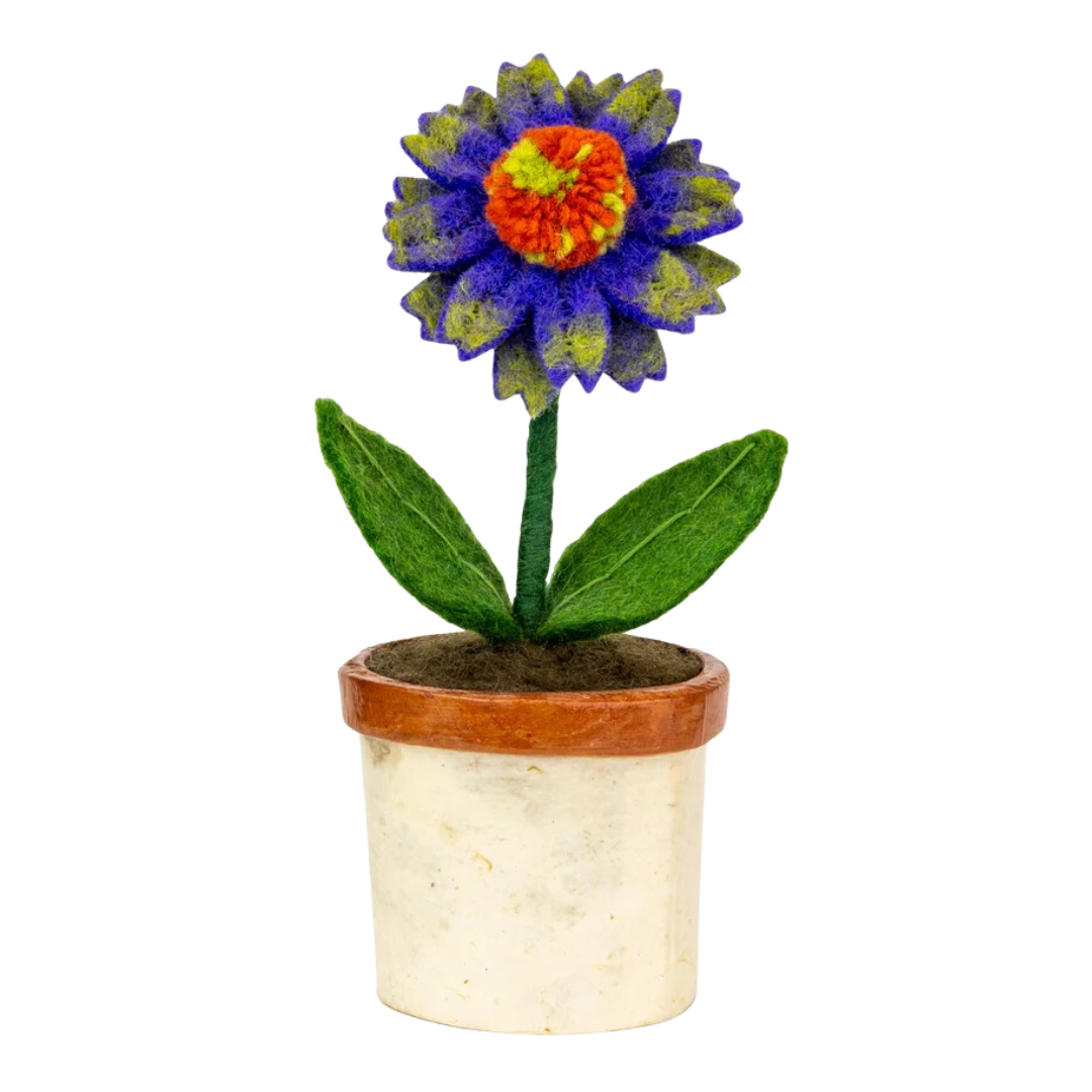 Potted Felt Coneflower