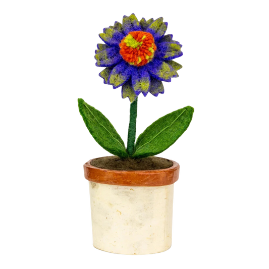 Potted Felt Coneflower