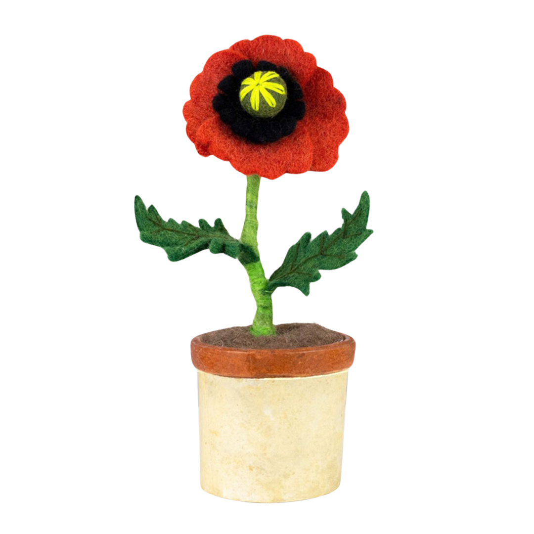 Potted Felt Poppy