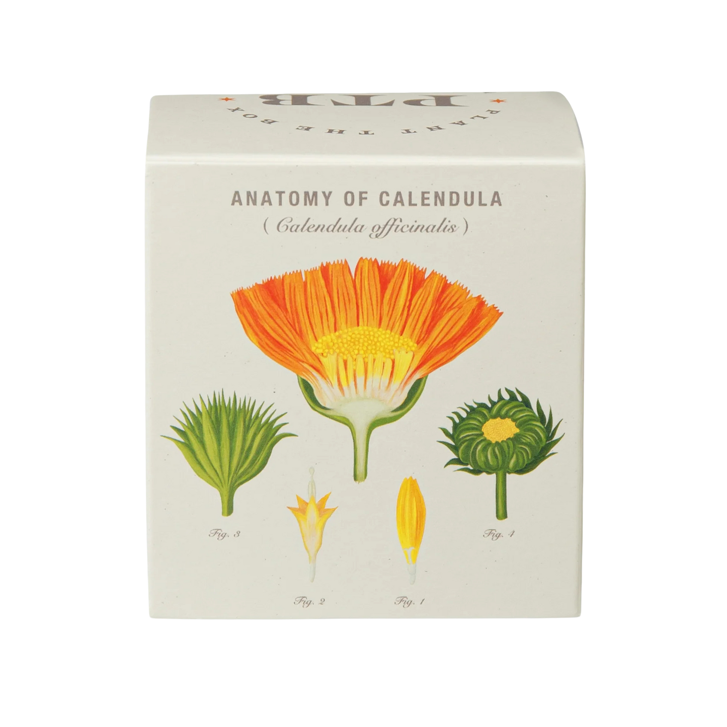 Plant the Box Soy Candle - Catalan Calendula