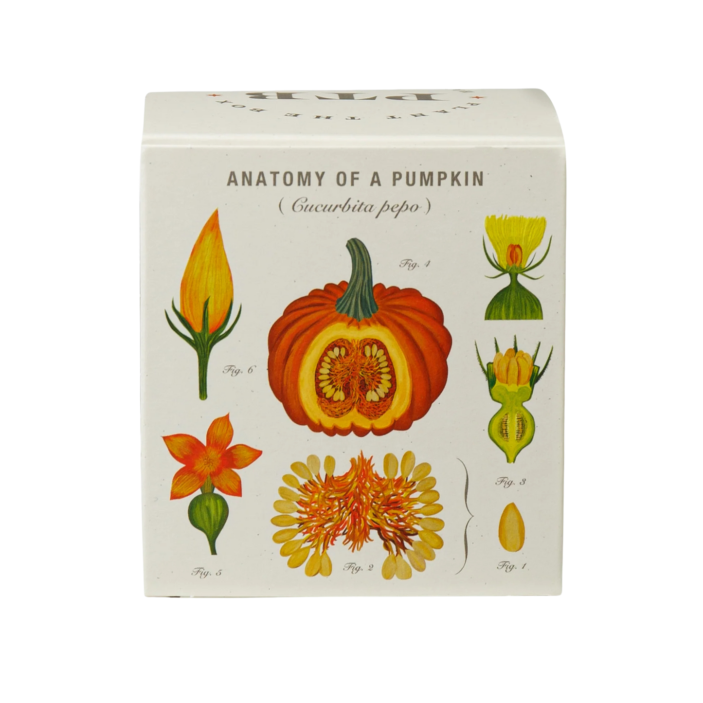 Plant the Box Soy Candle - Half Moon Pumpkin