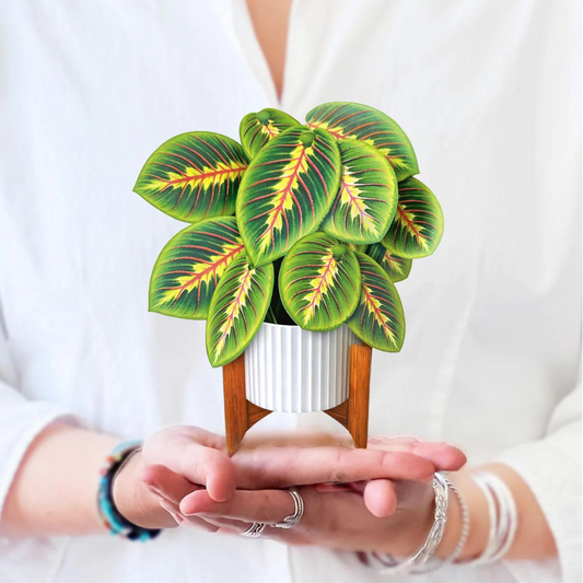 Mini Prayer Plant Pop-Up Bouquet Card