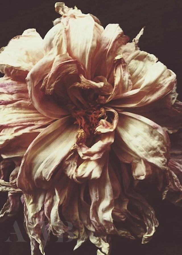 Ophelia