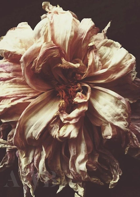 Ophelia
