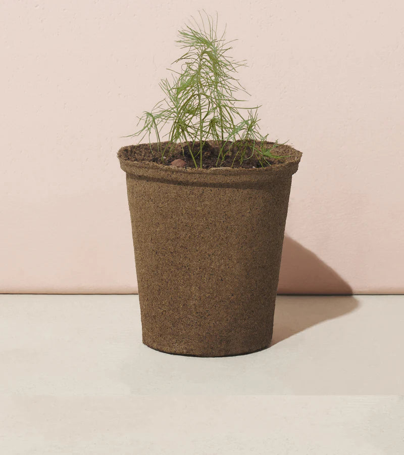 Grow a Tree Kit