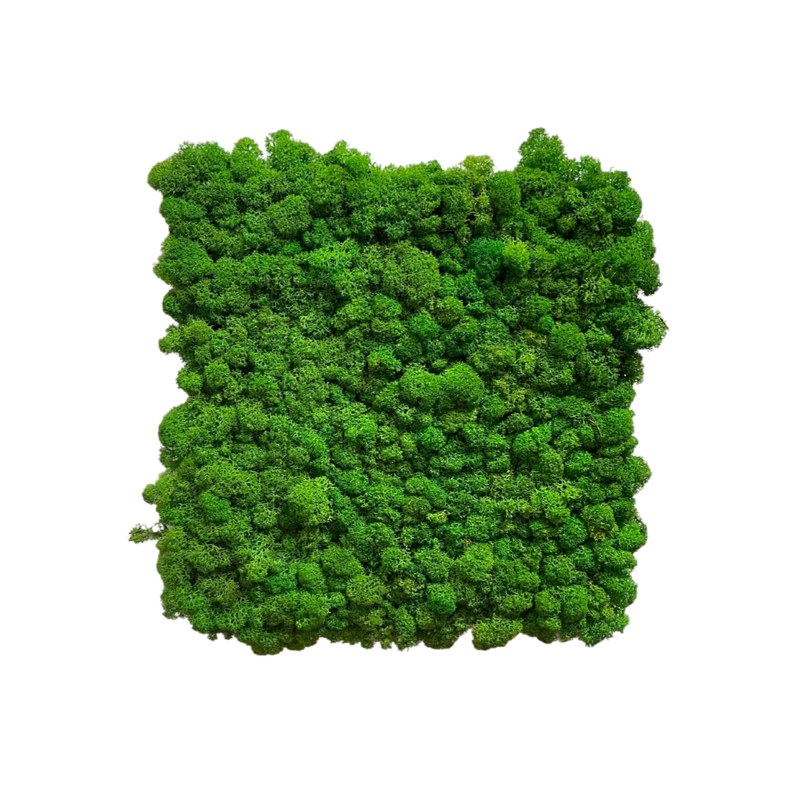 1x1 Moss Panel